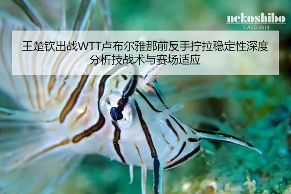 wang-chu-qin-chu-zhan-lu-bu-er-ya-na-qian-fan-shou-ning-la-wen-ding-xing-shen-du-fen-xi-ji-zhan-shu-yu-sai-chang-shi-2-183.jpg